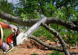 How Our Tree Care Process Works  in  Roslyn, NY