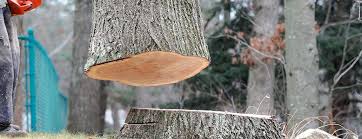 Best Tree Trimming and Pruning  in Roslyn, NY