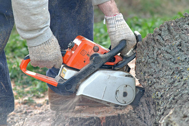 How Our Tree Care Process Works  in  Roslyn, NY